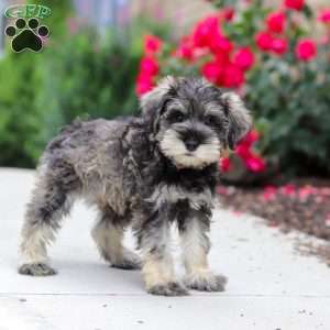 Charlie, Miniature Schnauzer Puppy